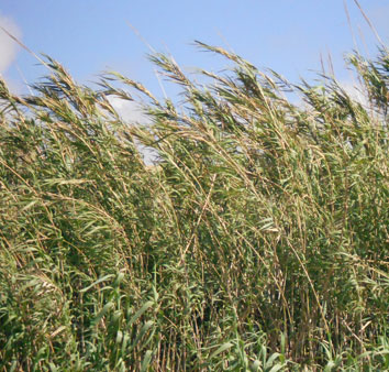 Cañizos naturales 